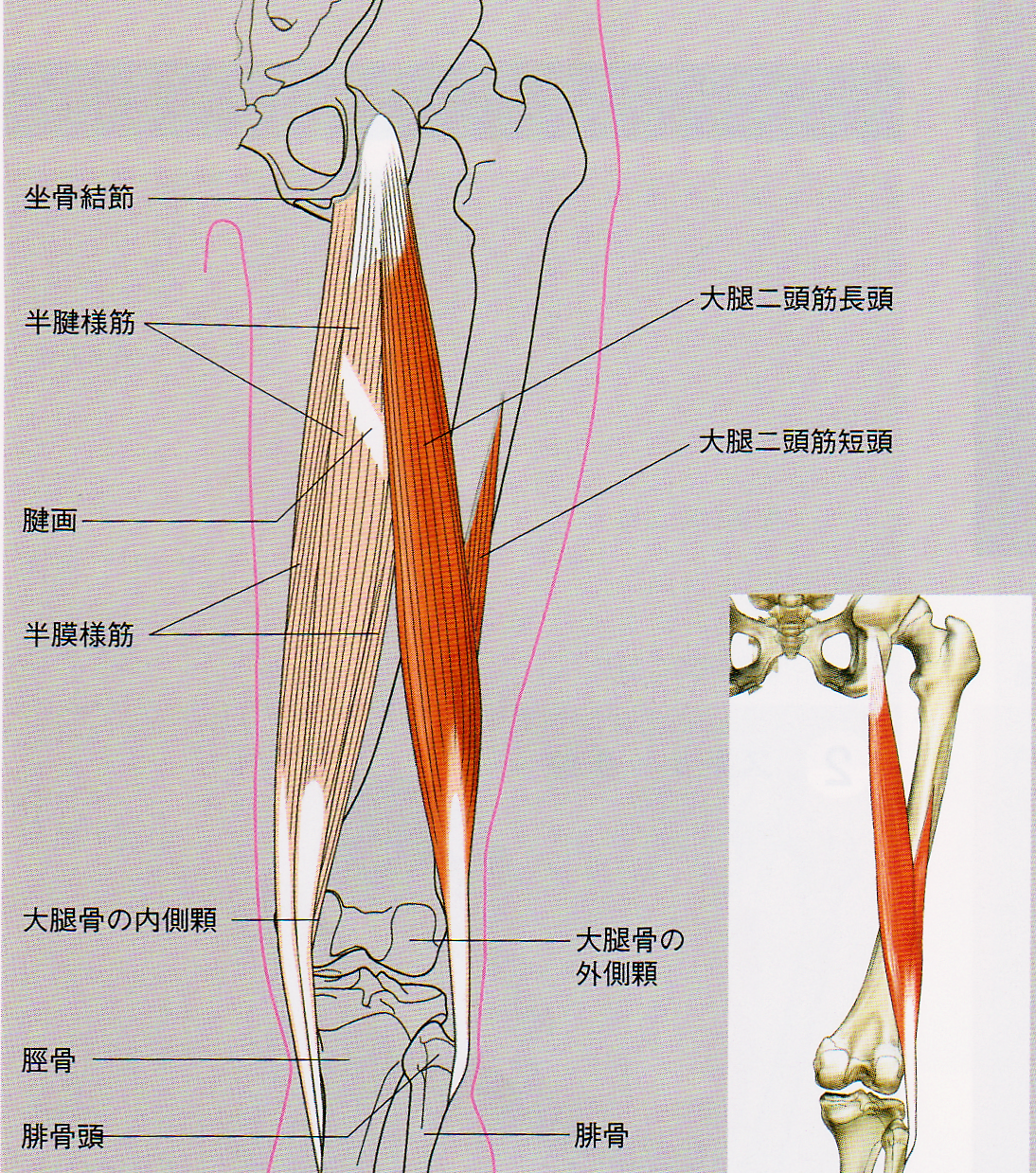 大腿二頭筋腱